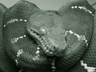 Snake Poems