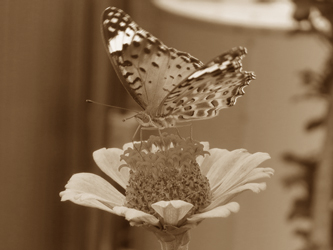 butterfly-poems-2